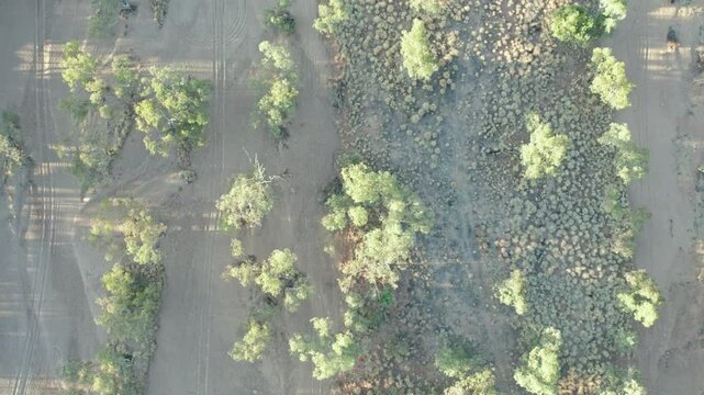 Vertical aerial footage of the dry Todd River with trees, then panning up along the river. Alice Springs, Mparntwe, Northern Territory, Australia. August 2022.