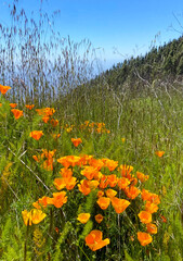 Close up of California poppies or Eschscholzia californica orange yellow flowers blooming along a roadside in Arafo, Tenerife,Canary Islands,Spain.