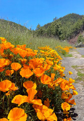 Fototapeta premium Close up of California poppies or Eschscholzia californica orange yellow flowers blooming along a roadside in Arafo, Tenerife,Canary Islands,Spain.