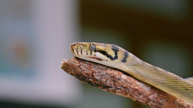 Snake moving slowly with its tongue out, captured in crisp, clear slowmotion