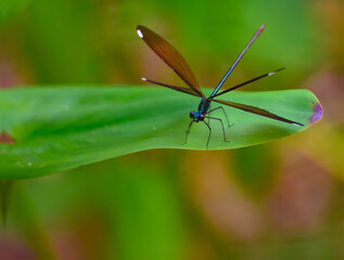 Ebony jewelwing damselfly resting on a leaf with its wings spread open showing the details of the wing's structure and white spots 