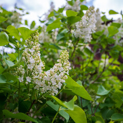 Close-up of blooming white lilac (Syringa vulgaris) flowers with green leaves, captured outdoors in springtime.