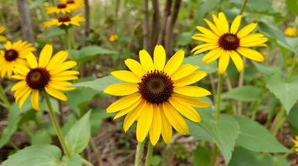 Obraz premium Woodland sunflower or Helianthus divaricatus.