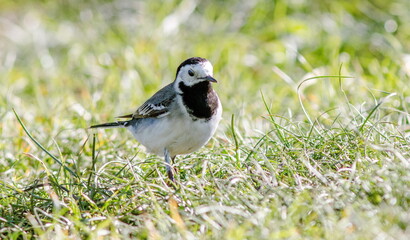 bird on the grass