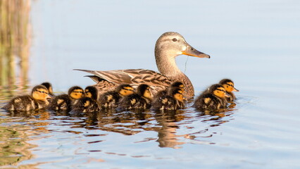 duck and ducklings