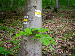 Tree trunk with yellow and white hiking trail marks in a forest, surrounded by fresh green leaves and ground covered with dry foliage.