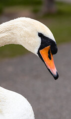 mute swan cygnus olor