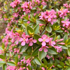 Obraz premium pink flowers of Daphne mezereum at early spring