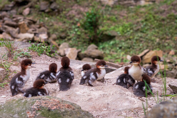 Group of small wild ducklings resting on a rock surface in nature.