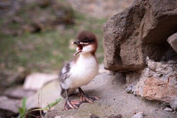 Close-up of a small wild duckling standing on a stone and opening its beak, surrounded by natural outdoor environment.
