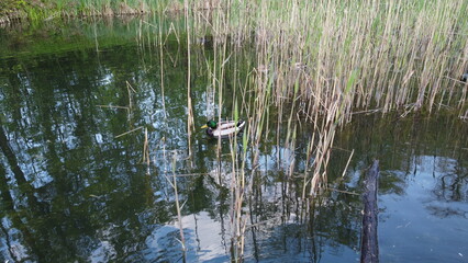 Obraz premium photo of ducks swimming in reeds