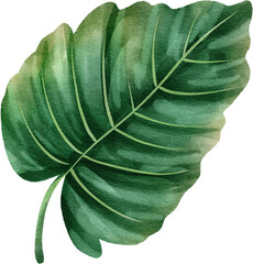watercolor philodendron leaf © Je
