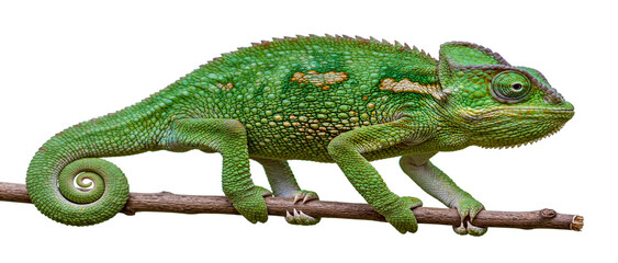 Obraz premium A vibrant green chameleon perched on a branch isolated on a clean white background for stock photography