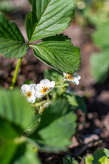 flowering strawberry bushes in the garden