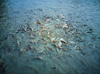 Fish farming in the pond. Nature composition and detail of a fish farming.