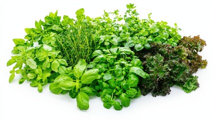 Obraz premium Assorted fresh organic herbs including basil mint lettuce and parsley arranged in a cluster on a white background for cooking and healthy eating purposes