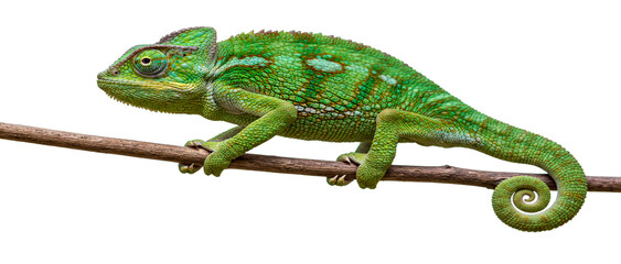 Obraz premium Beautiful green chameleon perched on a wooden branch against a clean white background isolated