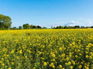 Fototapeta premium champ de colza