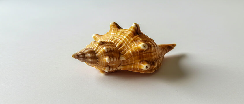 Detailed close up photograph of an interesting and well preserved sea shell resting on a white surface.