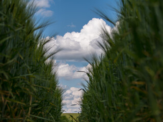 nuages à travers l'orge