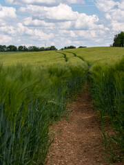 Obraz premium champ d'orge