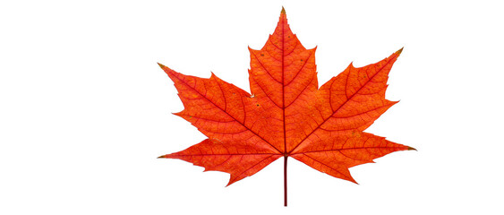 Single vibrant red maple leaf isolated on white background showing intricate veins and details