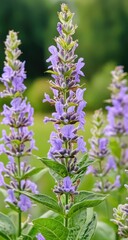 Obraz premium Purple flowers garden bloom closeup.