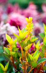 Green leaves of plants in the sun rays in the garden. Close-up. Selective focus.