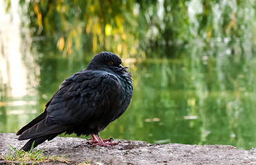 Dark grey pigeon near the pond. Close-up. Selective focus.