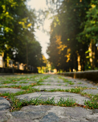 Autumn park. Sidewalk slabs overgrown with green grass. Close-up. Selective focus.