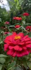 Red flowers with yellow petals in the center, striking and contrasting with the surrounding green...