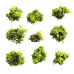 Nine clumps of vibrant green moss.  Each cluster displays a textured, natural form