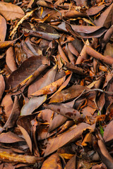 Pile of dry leaves on the ground. Spring leaves. Leaves background. Top view