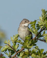 Whitethroat. African migrant bird summering in England. Collecting feathers for a nest.