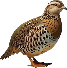 Realistic Vector Illustration of a Brown Quail Bird – Side View