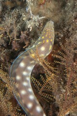 Sharptail Snake-eel (Myrichthys breviceps), Phil Foster Park, Blue Heron Bridge, Riviera Beach, Florida