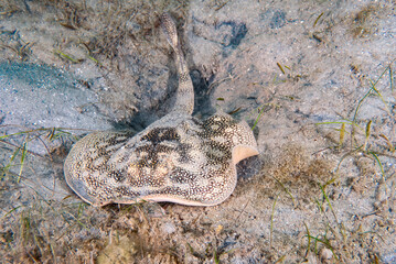 Yellow Stingray (Urobatis jamaicensis), Blue Heron Bridge, Phil Foster Park, Riviera Beach, Florida