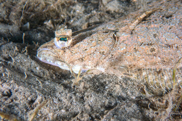 Southern Flounder (Bothus ocellatus) at the Blue Heron Bridge, Phil Foster Park, Riviera Beach, Florida