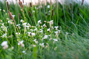Weißes Leimkraut inmitten grüner Gräser