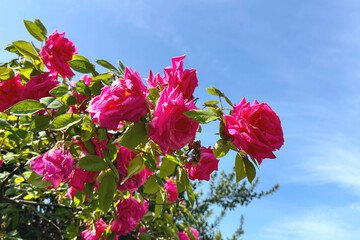 Rose bush closeup with bright flowers in front of blue sky.