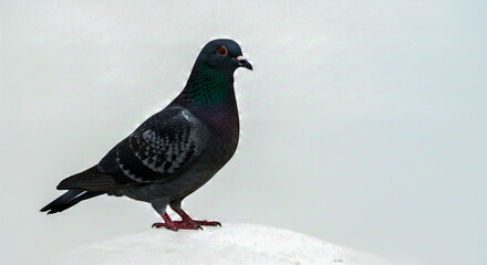 A detailed image of a pigeon standing on a surface against a plain and bright white background.