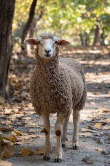 Fototapeta premium Brown sheep standing on leaf-covered pathway in sunlit forest