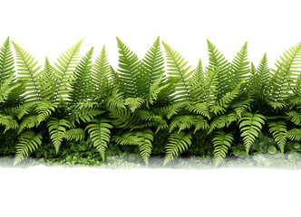 Lush Green Fern Forest Border Isolated on Transparent Background. Lush Green Forest PNG. Green Leaf Border.