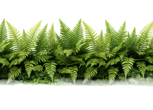 Lush Green Fern Forest Border Isolated on Transparent Background. Lush Green Forest PNG. Green Leaf Border. - Powered by Adobe