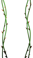 Rose vines with sharp thorns. Prickly vine elements isolated. Prickly vines frame for stories. 3D rendering © Pavel