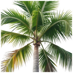 Fototapeta premium Majestic Palm Tree Isolated on Transparent Background. Palm Tree PNG. Close-Up Palm Tree.