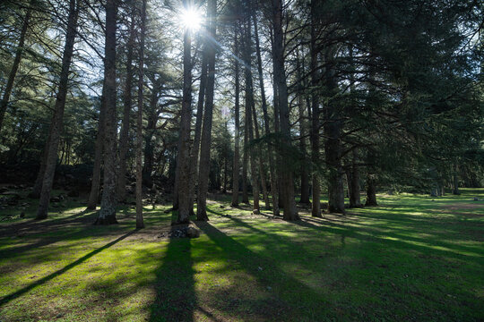 Sunlight Filtering Through Cedar Forest Trees in Azrou, Morocco
