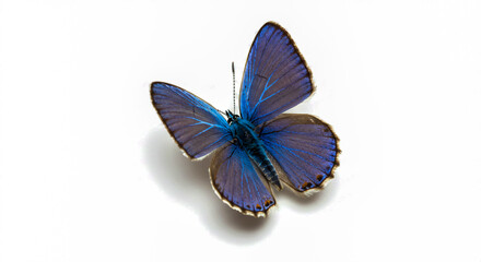 Delicate blue butterfly with exquisite wing details isolated against a clean white background.