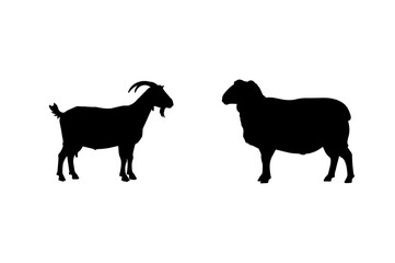 A white goat, a farm animal, stands isolated against a white background, a vector illustration of a mammal
