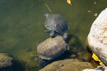 Obraz premium Two turtles are swimming slowly near a rock in a shallow pond with clear water and visible algae